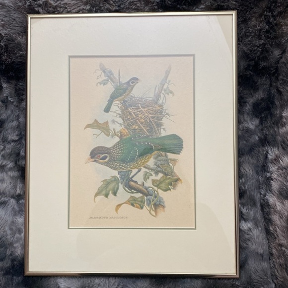 Framed Gould - Spotted
Catbird Art Print - Picture 12 of 16